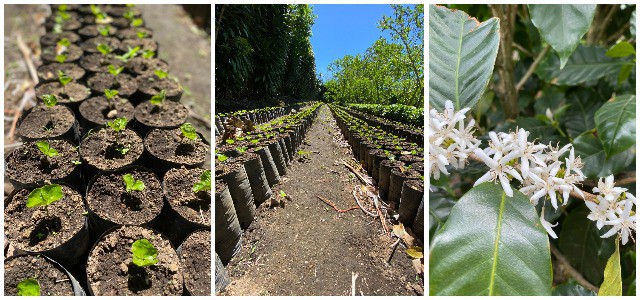 3 views of invito coffee roasters farm in costa rica.