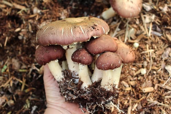 mushroom, grow at home, ecoluxury, ecolifestyle, helen siwak, vancouver, bc, yvr
